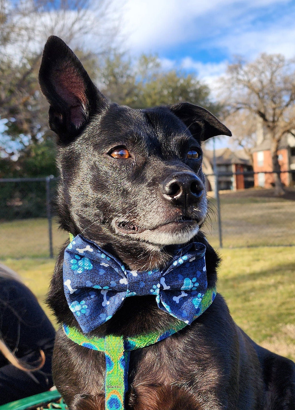 Blue Dog Bow Tie With Heart, Paws and Bones