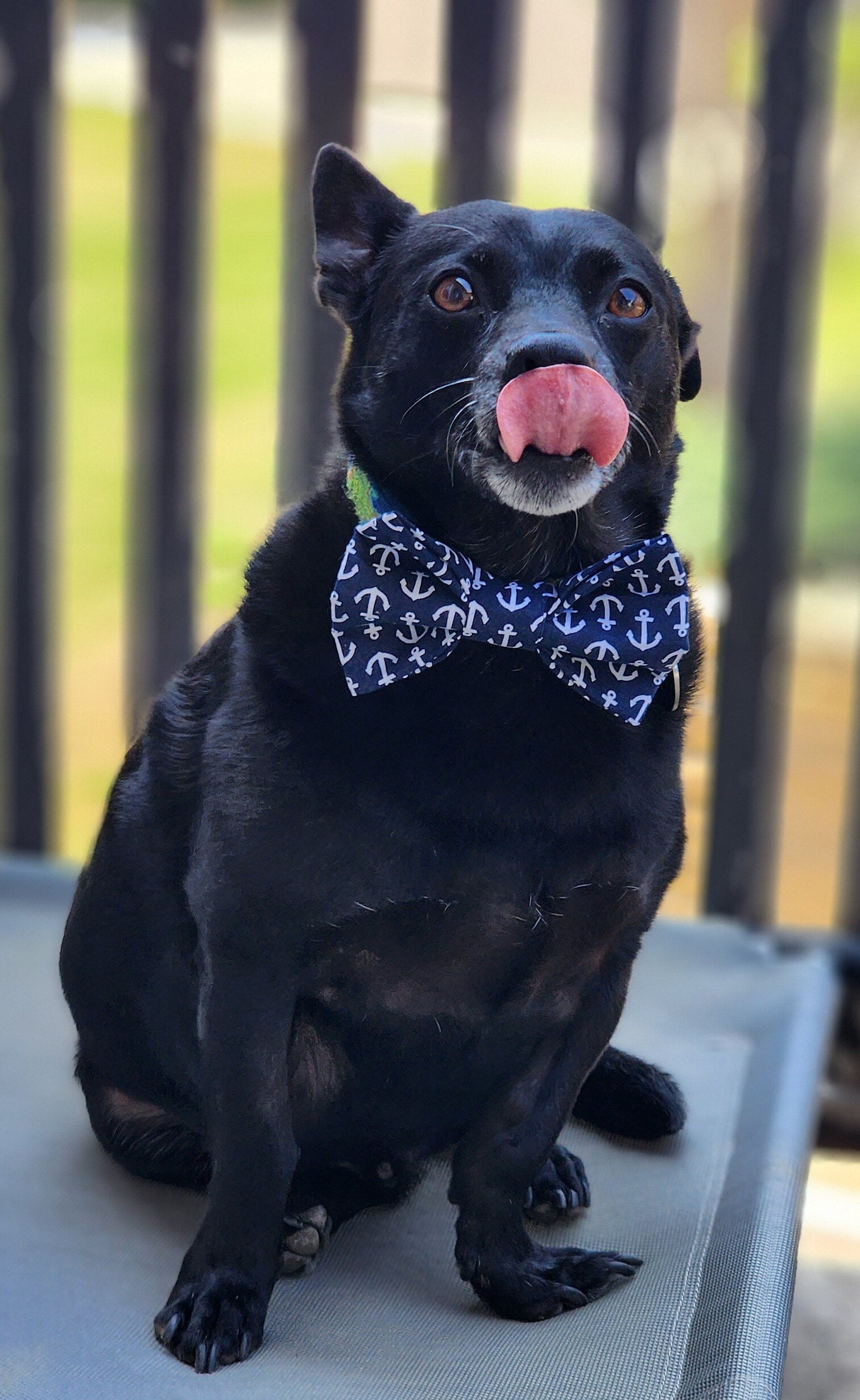 Navy Nautical Dog Bow Tie