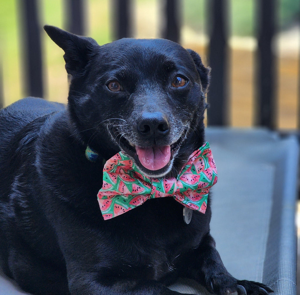 Watermelon Dog Bow Tie