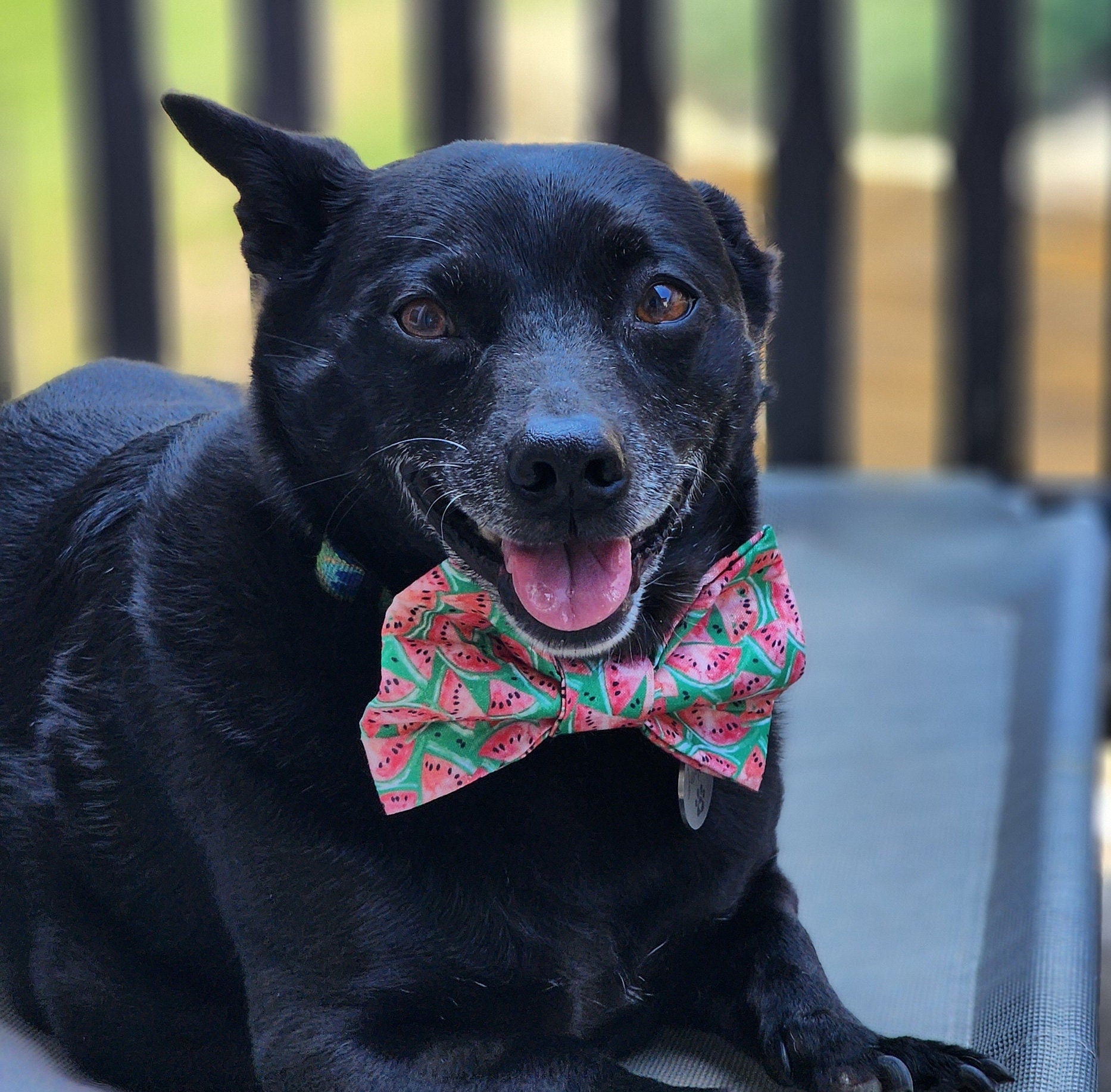 Watermelon Dog Bow Tie