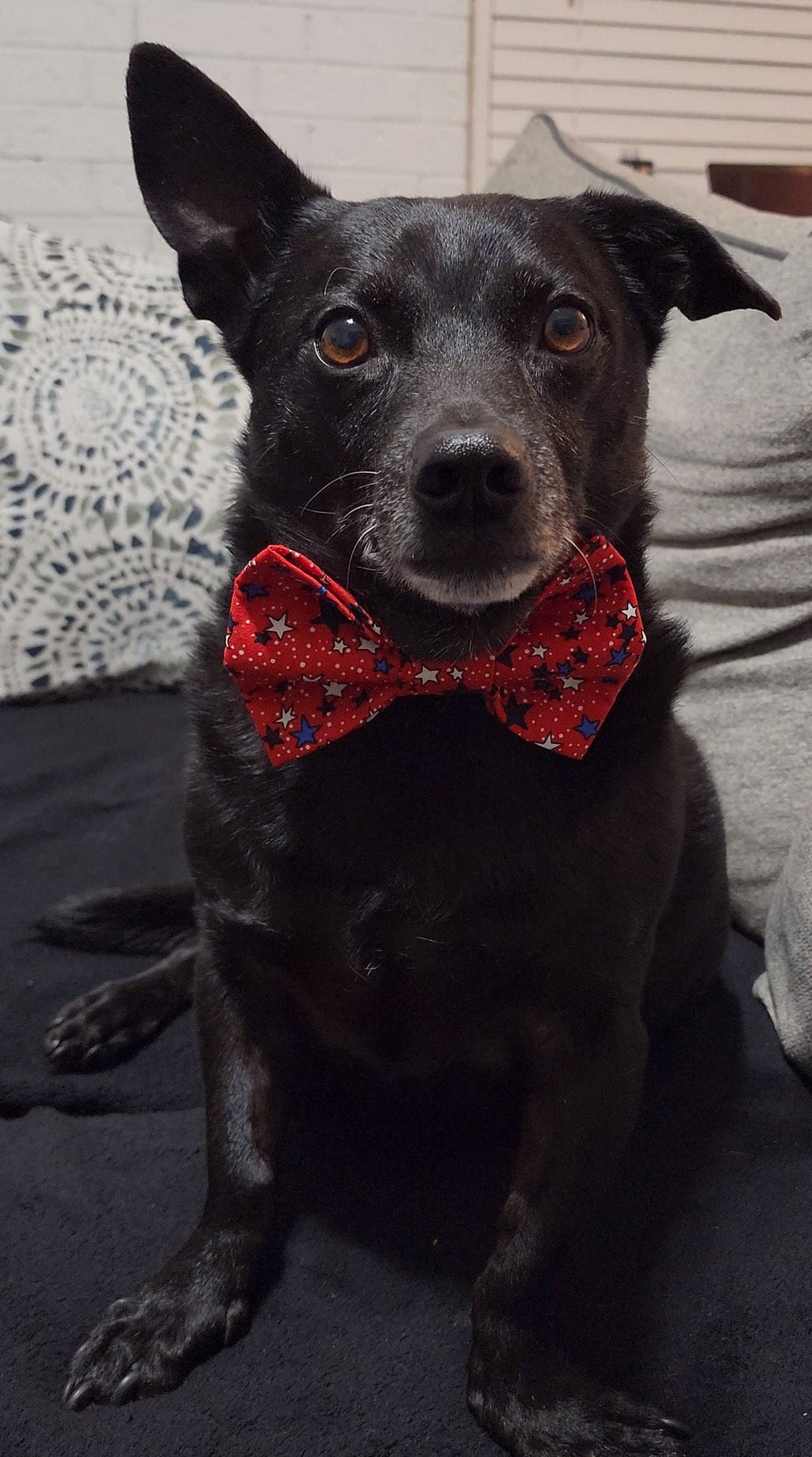 Summer Plaid And Star Pet Bow Tie