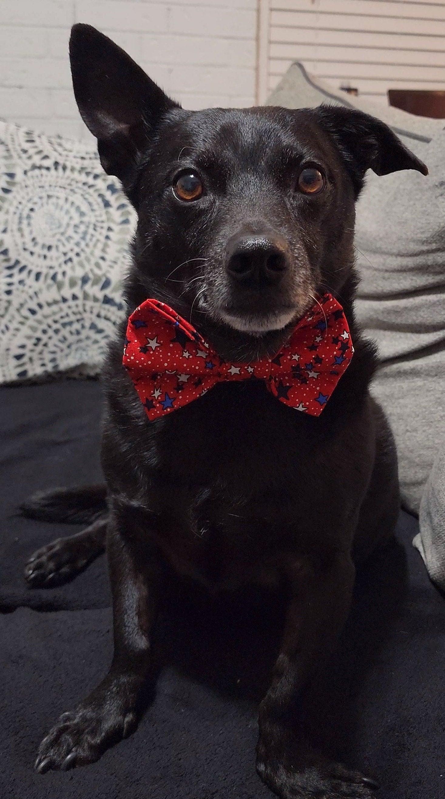 Red Dog Bow Tie With Blue and White Stars