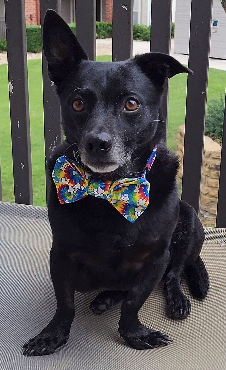 Tie Dye Dog Bow Tie